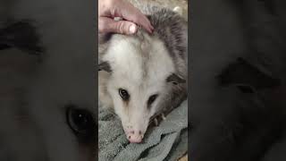 Opossum Lucky Girl relaxes after her meal.