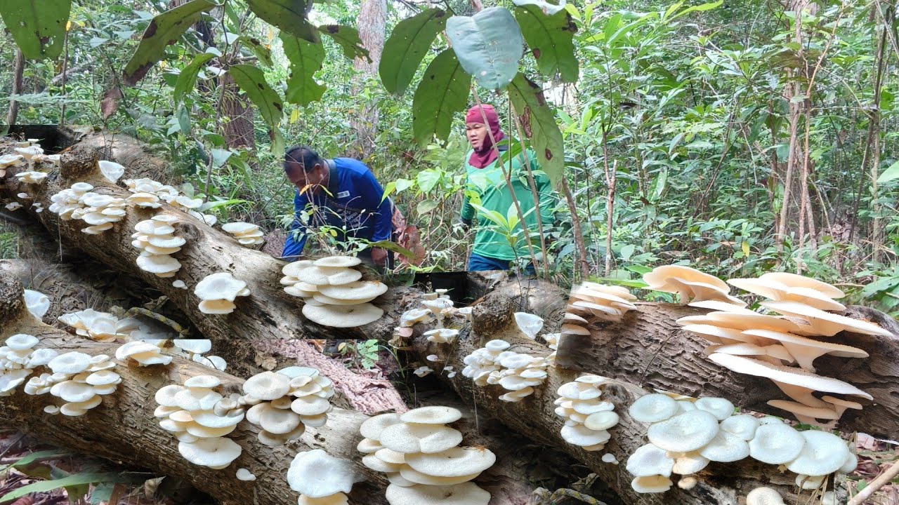 เข้าหมายเก็บเห็ดขอนขาวเช้านี้เจอขอนเด็ด2-3ขอนจนล้นตะกร้าหมายเดียวได้หนีกบับบ้าน 4/มีค/69