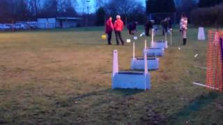 FLYBALL - TRAINING