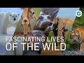 Nature’s Marvels: Elephants, Hippos & Rhinos, Antelopes, Bears and Cats | Extra Long Documentary