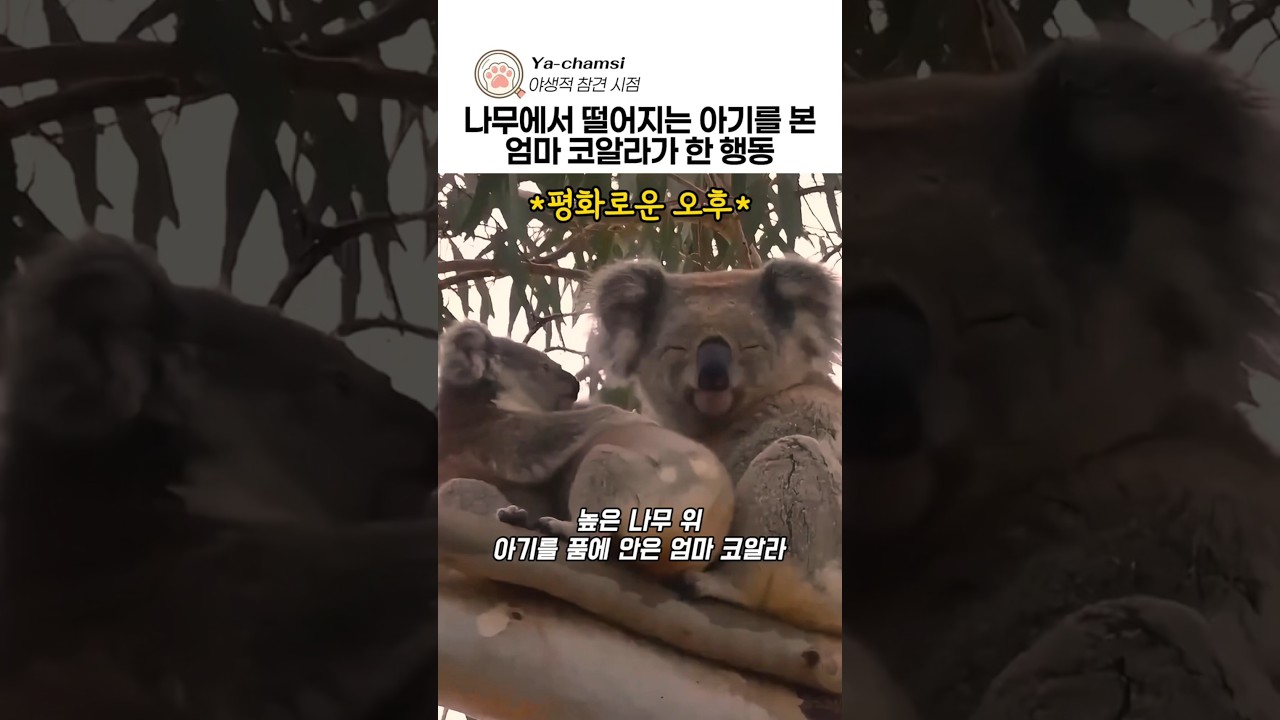 나무에서 떨어지는 아기를 본 엄마 코알라가 한 행동