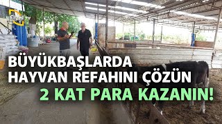 Büyükbaşlarda Hayvan Refahını Çözün 2 Kat Para Kazanın - Çiftlik Kabusları