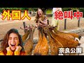 「かわいすぎる!」奈良公園で日本の鹿と触れ合う外国人観光客が大喜び