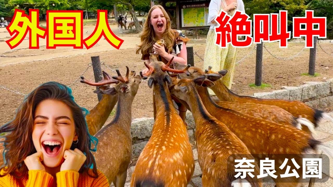 「かわいすぎる！」奈良公園で日本の鹿と触れ合う外国人観光客が大喜び