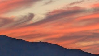 MOJAVE DESERT:WILDLIFE SANCTUARY#natureisart #mojavedesert#wildlife#birds