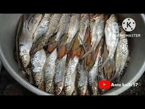 Bandeng Presto Ikan Laut Atau Tawar