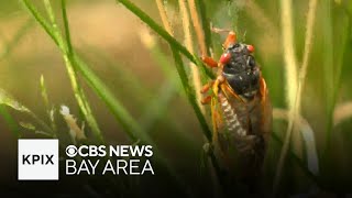 Cicada insect invasion coming for the first time in over 200 years