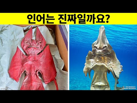 <strong>레딧</strong> 유저들이 공유한 이상한 것들 70+