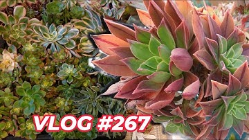 EMERGENCY Succulent PROPAGATION of AEONIUMS | VLOG #267 - Growing Succulents with LizK