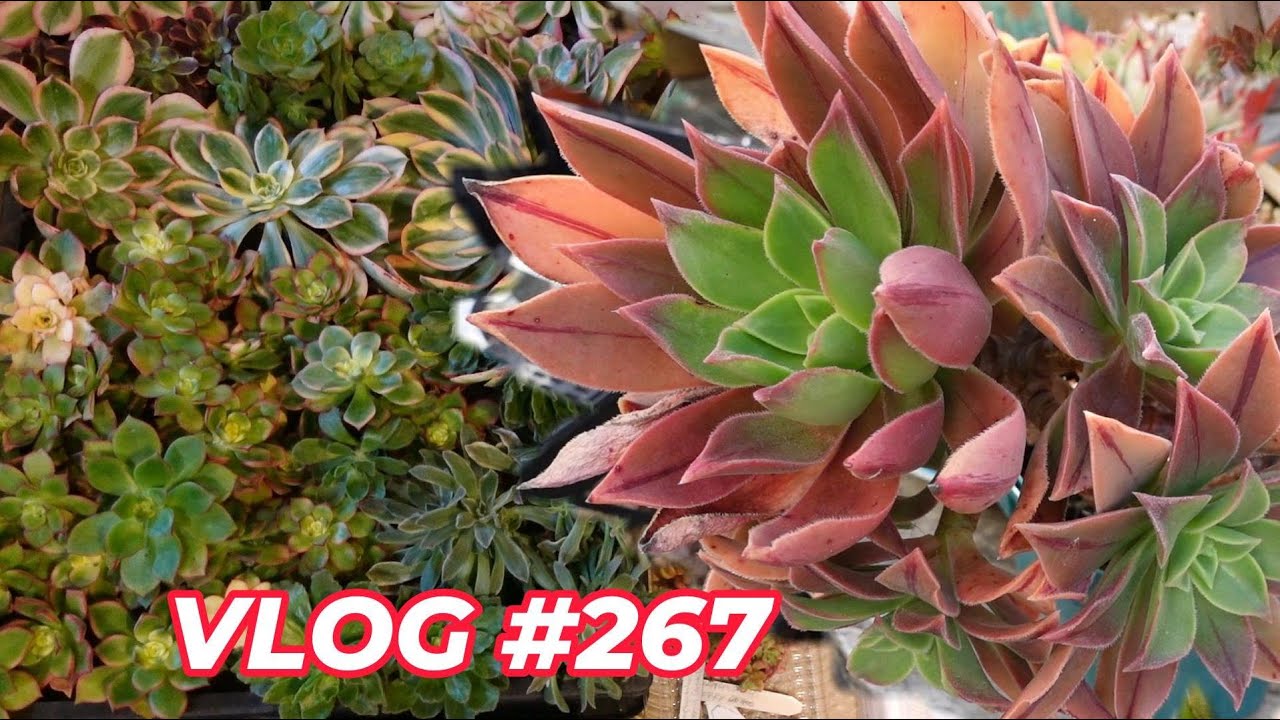 EMERGENCY Succulent PROPAGATION of AEONIUMS | VLOG #267 - Growing Succulents with LizK