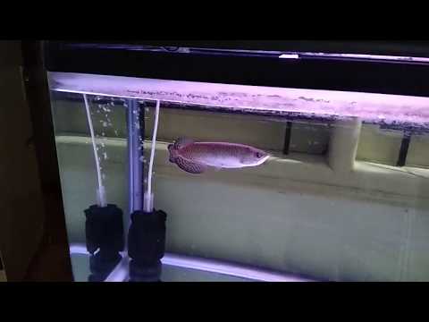 Como treinar Arowana dos peixes do bebê para comer Pellets & Sticks
