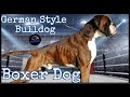 Der boxer  bulldogge auf deutsche art