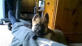 10 week old  (American) Akita playing