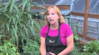 How to Grow Avocado