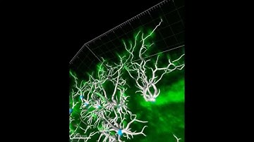Acceleration of Vascular Sprouting from Fabricated Perfusable Vascular-Like Structures