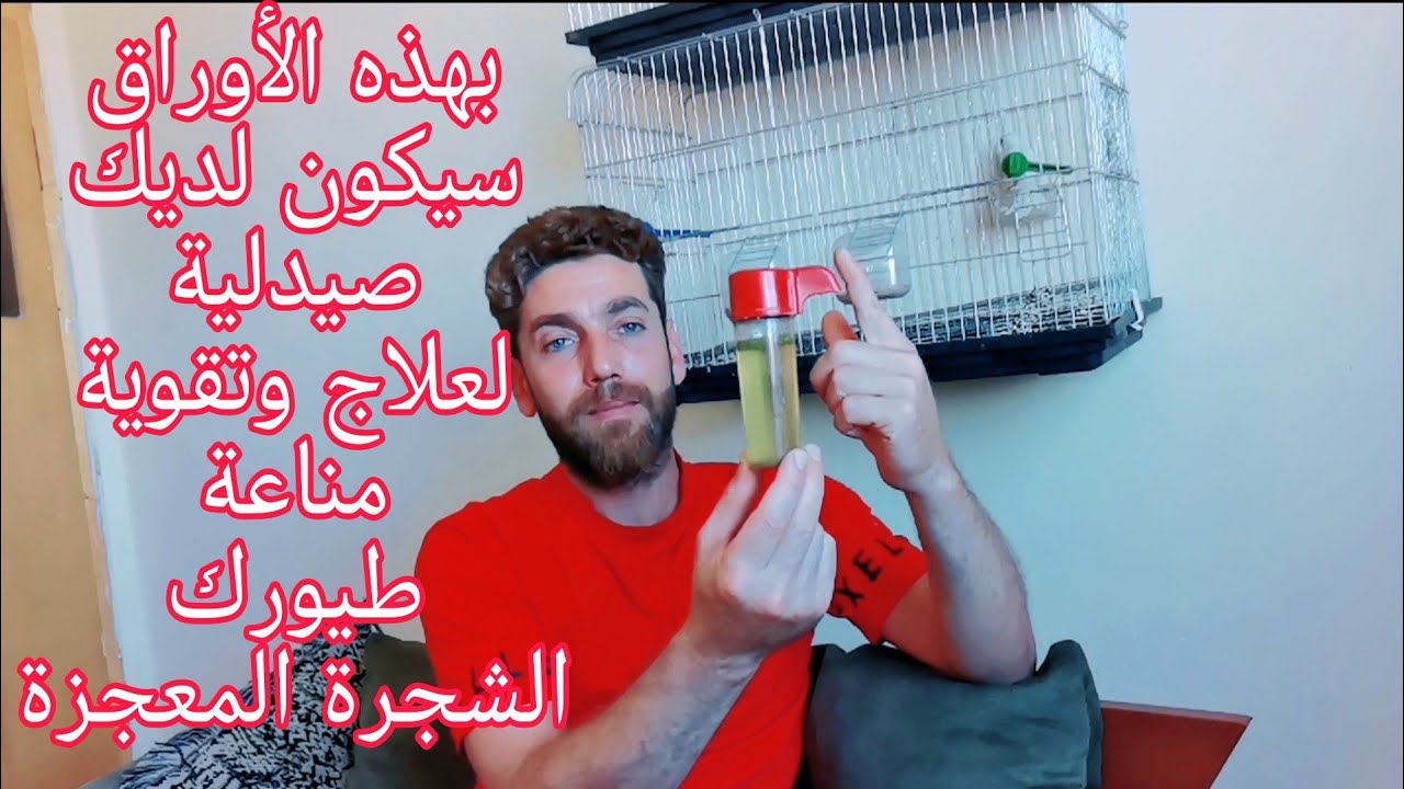 شجرة المعجزة الطبيعية وفوائدها العظيمة لك ولطيورك [تغذية +علاج جميع الامراض+قوة ومناعة]