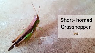 Grasshopper 🦗🦗