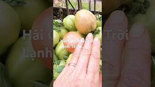 Hái Cà Chua Trời Lạnh Teo Tay Luôn #cuocsongmy #fruit #backyardgardening #lamvuonomy