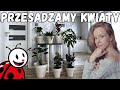 Przesadzamy kwiaty doniczkowe z Biedronki | Zamiokulkas, Monstera, Paproć, Ficus, Pachira, Alocasia