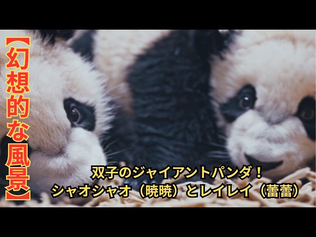 聖地巡礼』双子のジャイアントパンダ「シャオシャオ（暁暁）」と