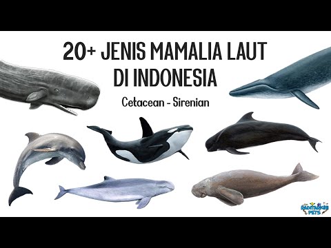 Video: Jenis paus: daftar, foto. Paus bergigi: jenis