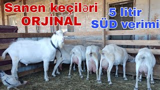 Sanen keçiləri 5 litir SÜD ORJİNAL.  #mubarizemintv #keçi #sanen #orjinal