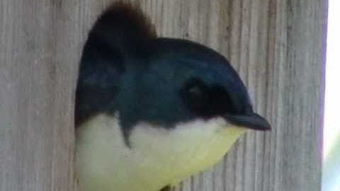 Tree swallow  in nest box enjoys view