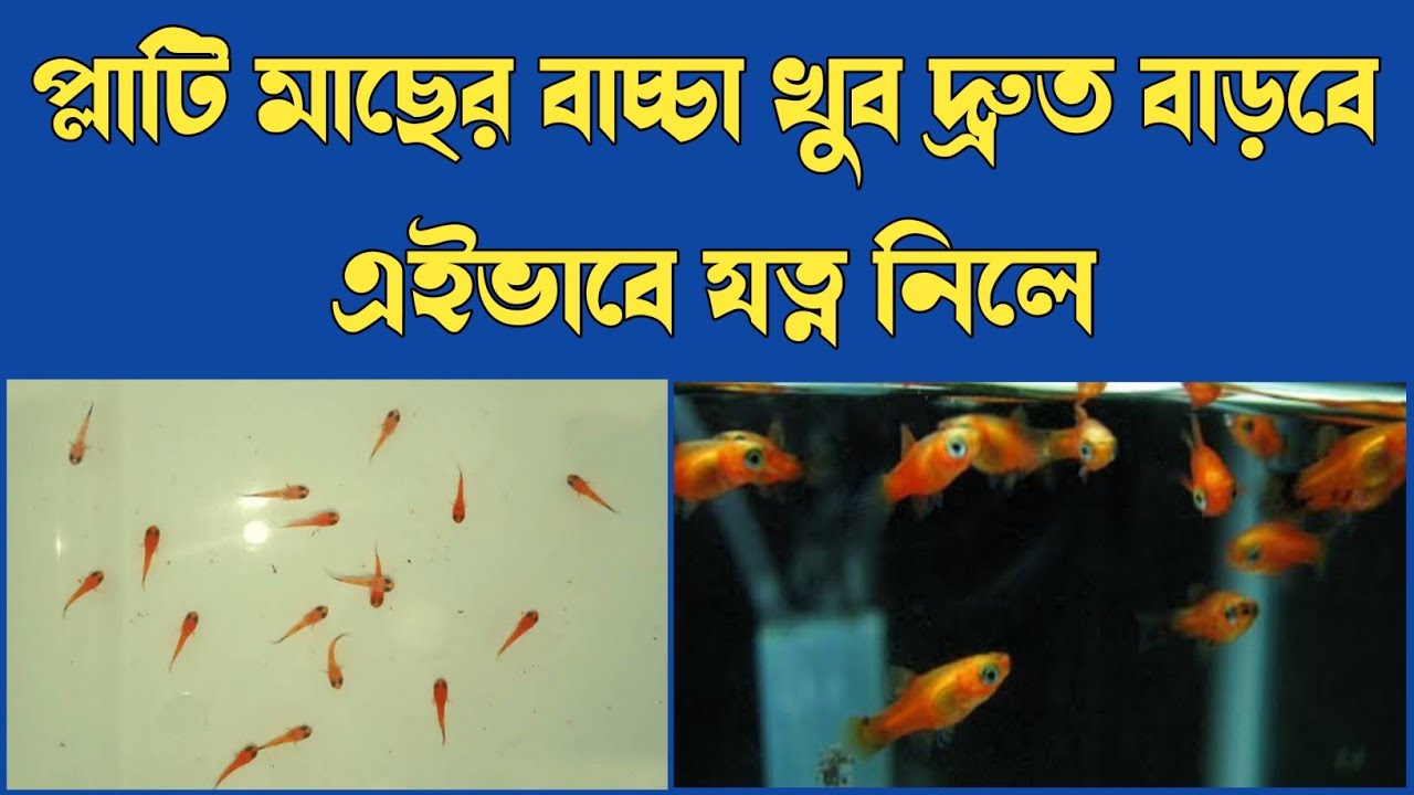 How to take care of baby platy fish ? প্লাটি মাছের বাচ্চার যত্ন