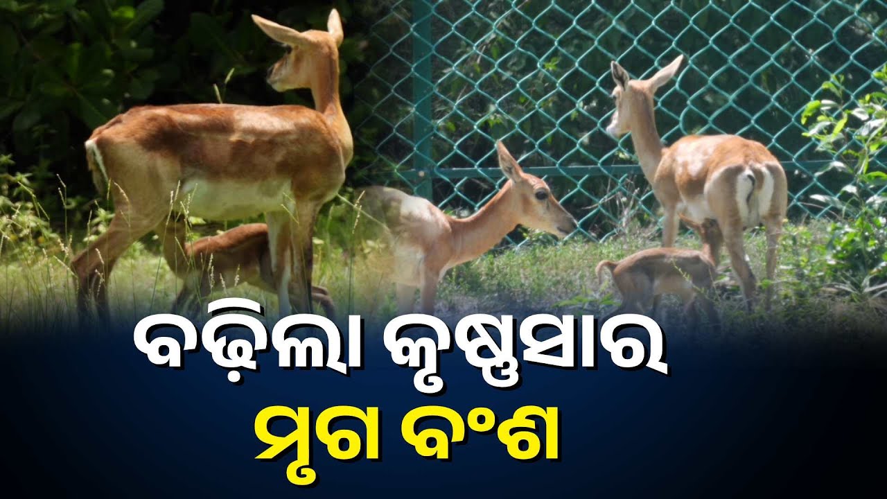 ଗଞ୍ଜାମ ଜିଲ୍ଲା ବାଲୁଖଣ୍ଡ ଅଭୟାରଣ୍ୟରେ କୃଷ୍ଣସାର ମୃଗଙ୍କ ପ୍ରଥମ ନବଜାତକ