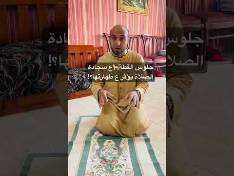 جلوس القطة ع سجادة الصلاة يؤثر ع طهارتها