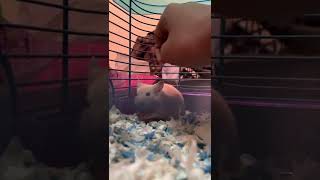 How to pick up your hamster for the first time