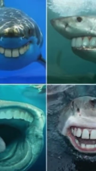 Shark with human teeth funny 😆 - YouTube