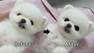 After grooming she became a puppy