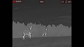 Roe deer seen with a Hikmicro Falcon FH35 thermal spotter,