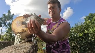 VAMOS CRIAR 30 PEIXE PARA PROXIMA SEMANA SANTA, ATÉ VIRAR GIGANTES!
