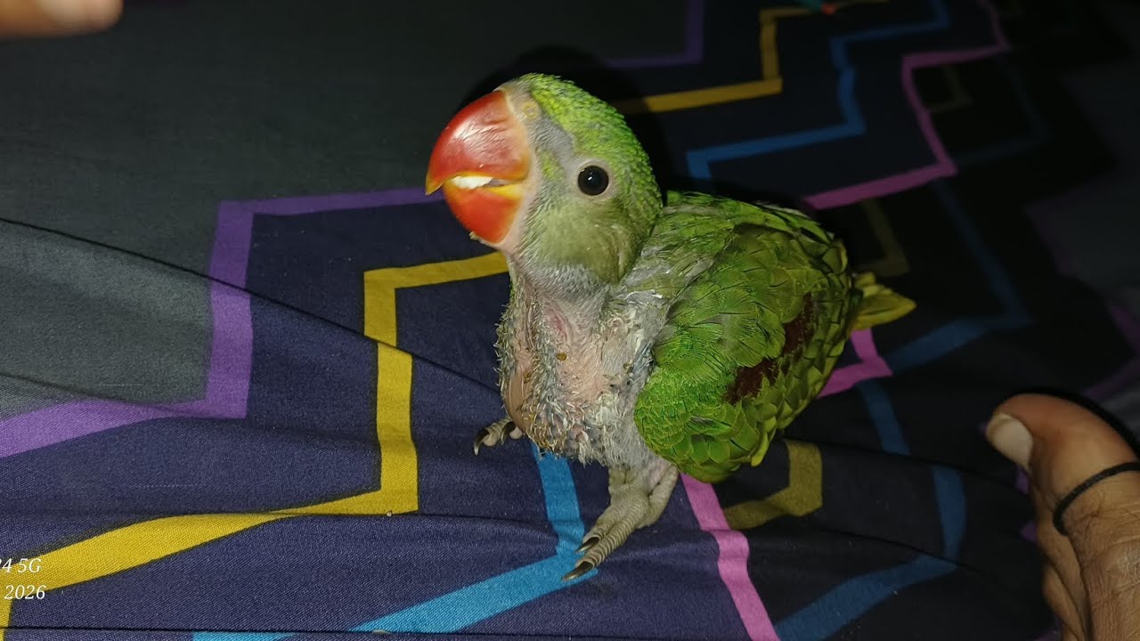 माधव का लंच टाइम | बेटे के साथ खाना खाता हुआ माधव🦜 माधव आज लंच में क्या खा रहा है? देखिए बेटे के साथ