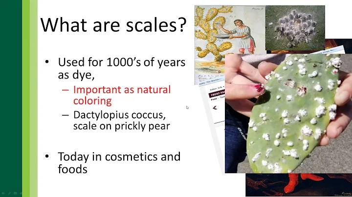 Managing Scale Insects in Commercial Landscapes  The Hidden Enhancement Service