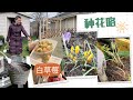 Home Depot花圃 白草莓 今年自己育薰衣草 玫瑰 郁金香百合小花都冒头了【Garden Time 田园生活分享】2023 3