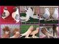 20 Takım  Birbirinden Gösterişli Süs ve Kostüm Güvercinleri  Puanları videoda