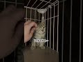 キジ子猫さん保護。#保護猫