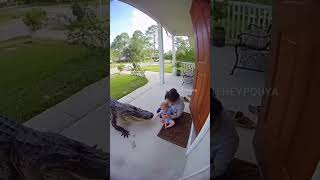Gator returning a baby