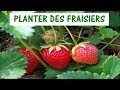 Planter des fraisiers  crer une fraiseraie