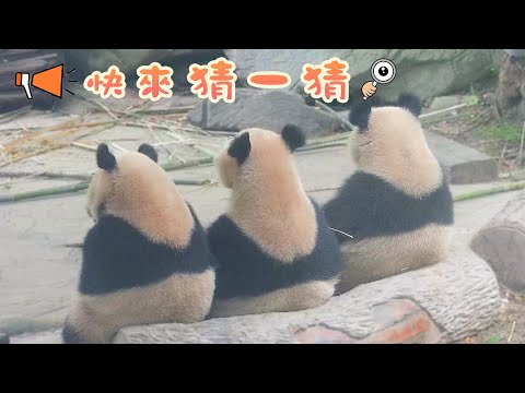 《熊貓早晚安》 猜一猜哪個背影是媽媽 | iPanda熊貓頻道