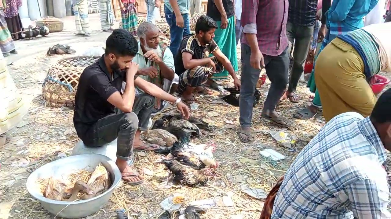 পাবনা কাশিনাথপুর পাখি ও কবুতরের হাাট 