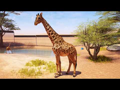 Planet Zoo 2 - Masai Giraffe Gameplay (PS5 UHD) [4K30FPS]