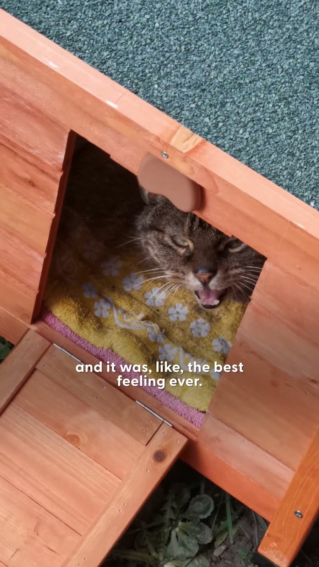 Stray Cat Shows Up At House And Chooses His New Mom | The Dodo