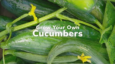 How To Grow Cucumbers