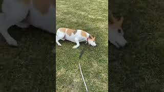 Fairy the foxhound has the Zoomies #foxhound #zoomies #funnydog