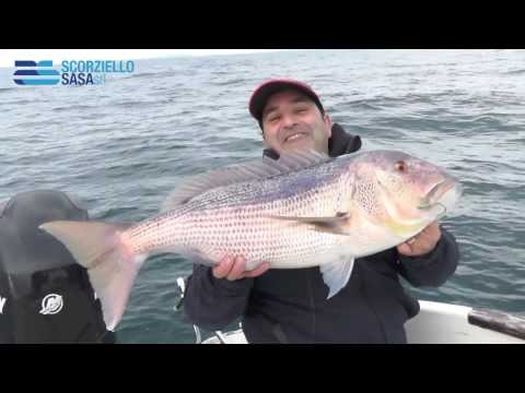 Bolentino con il Vivo (Scorziello)