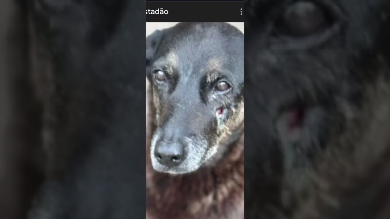 Orelha estamos com você 🐕